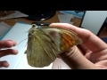 蝴蝶標本製作