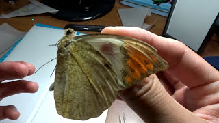 蝴蝶標本製作 