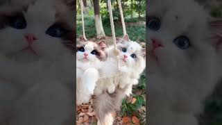 happycat eps53 two beautiful cats♥️♥️#cat #catlover #viralvideo