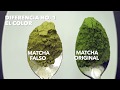 Las 5 Diferencias entre un Matcha Verdadero y uno Falso