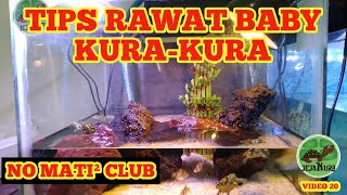 CARA PELIHARA BABY KURA-KURA AGAR TIDAK MUDAH MATI