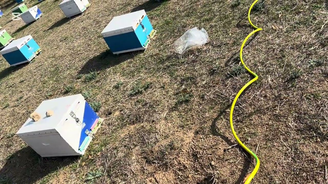 ΘΕΡΑΠΕΙΑ ΚΑΙ ΔΙΑΧΕΙΡΙΣΗ ΣΤΟ ΜΕΛΙΣΣΟΚΟΜΕΙΟ (2 Δεκεμβρίου 2024)