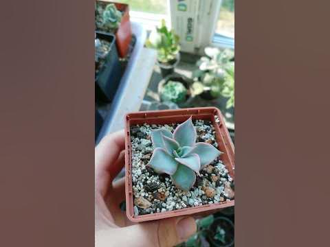 Эхеверия Мадиба Echeveria Madiba #succulents #суккуленты #echeveria # ...