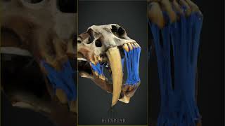 Drooling Tiger - Vfx With