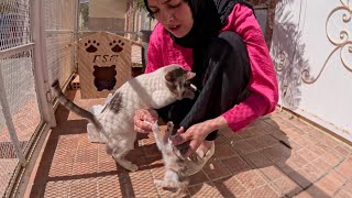 Mama Cat was saying to the lady, “Thank you for taking care of my kitten.”