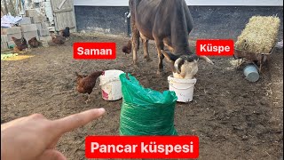 Pancar Küspesi̇ Posasi Hayvana Yararmi? Pancar Küspesi̇ Sütte Koku Yaparmi? Kaç Kg Vermeli̇yi̇z?