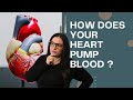 Blood flow through the heart and coronary circulation