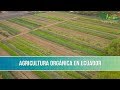 La Agricultura Organica en Ecuador - TvAgro por Juan Gonzalo Angel