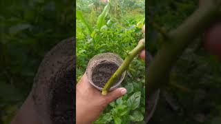 Stek Jeruk Pakai Cara Ini Pasti Berhasil