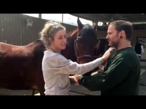 Dynamic Tapping Fear of Horse Part 6