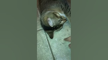 Brackenpaw’s Catnip Overdose