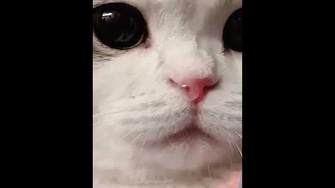 Video 11808261: cat dog funny compilation, best funny cat, cute cat