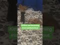 Kitten update: Kittens are becoming more rambunctious #tauruscomics #kittens #kittenupdate #cats