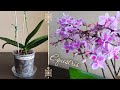 МОИ НОВЫЕ ОРХИДЕИ ЭКВЕСТРИС | Phalaenopsis equestris (variation) | Equestris Wild pink
