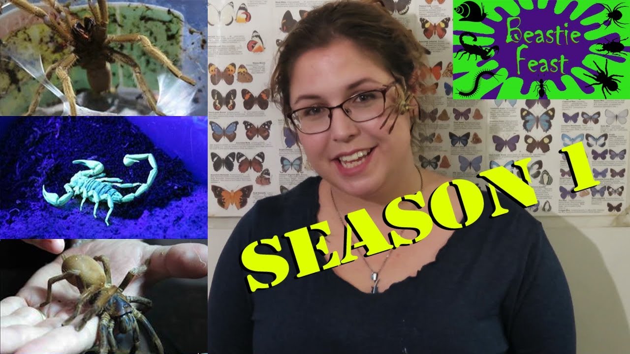 BEASTIE FEAST | Full Season 1 insects picture