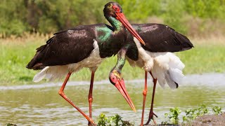 The Intriguing Courtship Behavior of the Black Stork by Familiarity With Animals (FWA) 274 views 2 weeks ago 4 minutes, 35 seconds