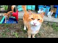 会う度に子猫達の所へ親切に導いてくれる茶トラパパ猫に感動😻