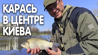 картинка: Крупный карась на фидер в центре Киева! А ведь Дядя Фёдор собирался плотвичку половить...