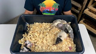 How To Breed Rats