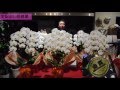 花助の宅配出し胡蝶蘭【花助channel】