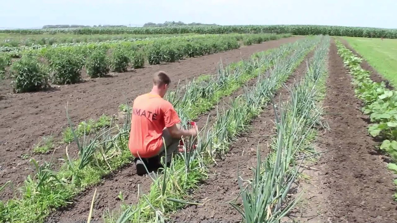 upload image Yankton Minimum Unit Garden 2014