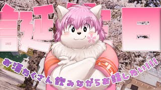 【飲酒】お誕生日にお酒をたくさん飲むサモエド！！！【誕生日】