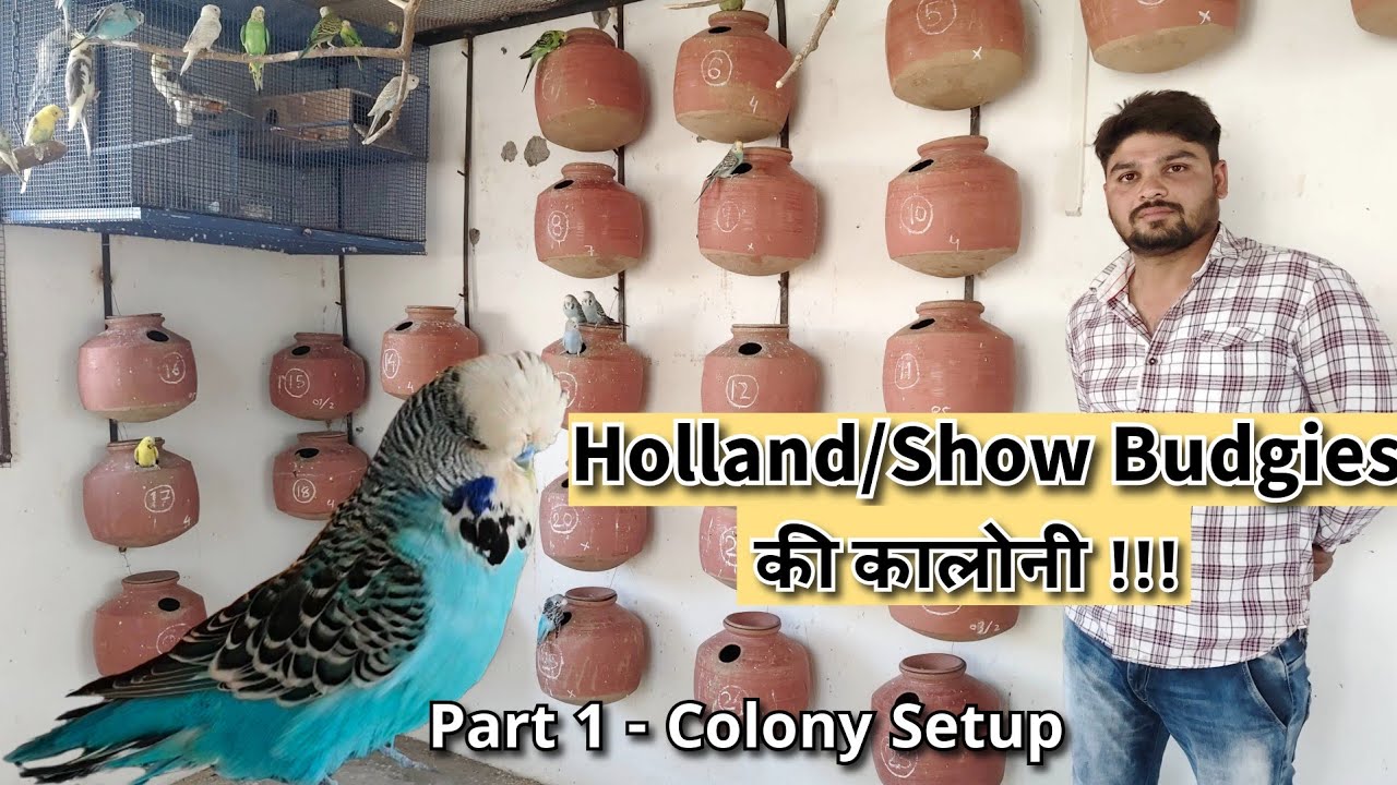Exhibition Budgies Colony in Ahmedabad Gujarat | How to Setup a colony of Holland/Show Budgies ?