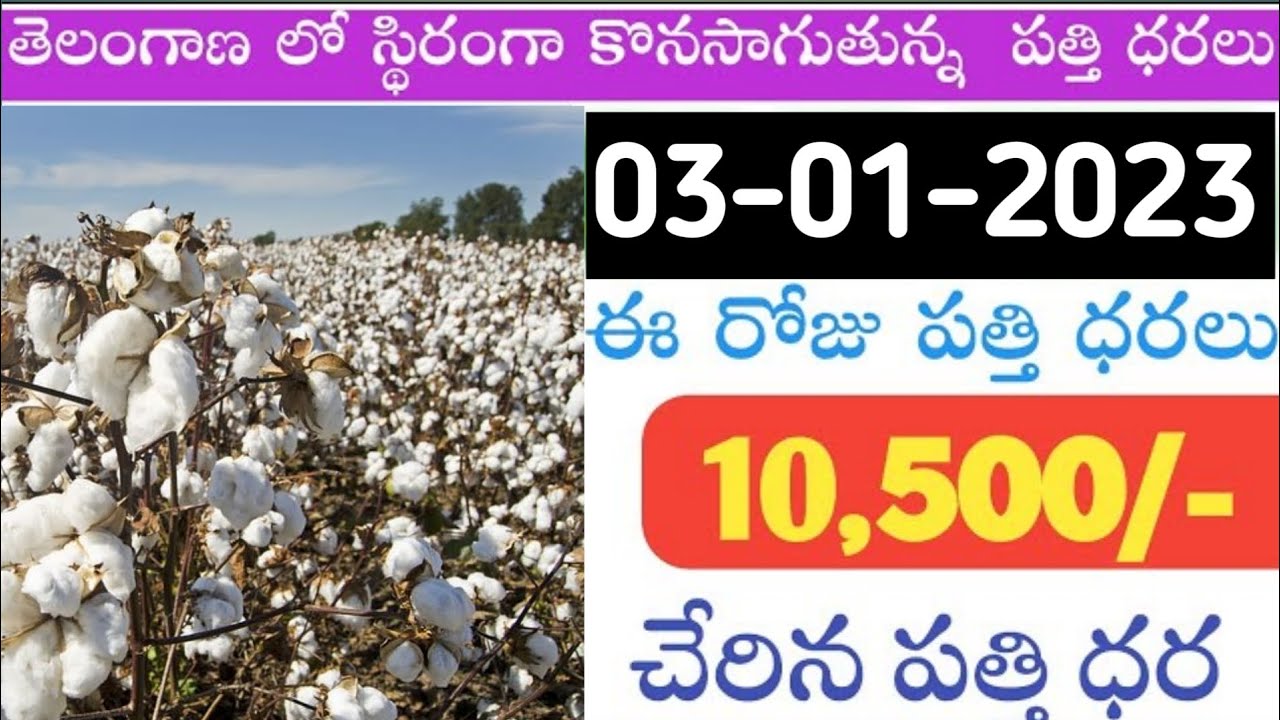 తెలంగాణలొ ఈపత్తిధరలు [030123]Today cotton ratecotton pricecotton