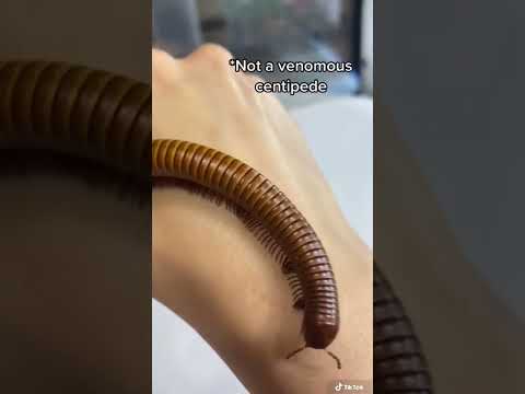 Video: Miriapodele au un exoschelet?