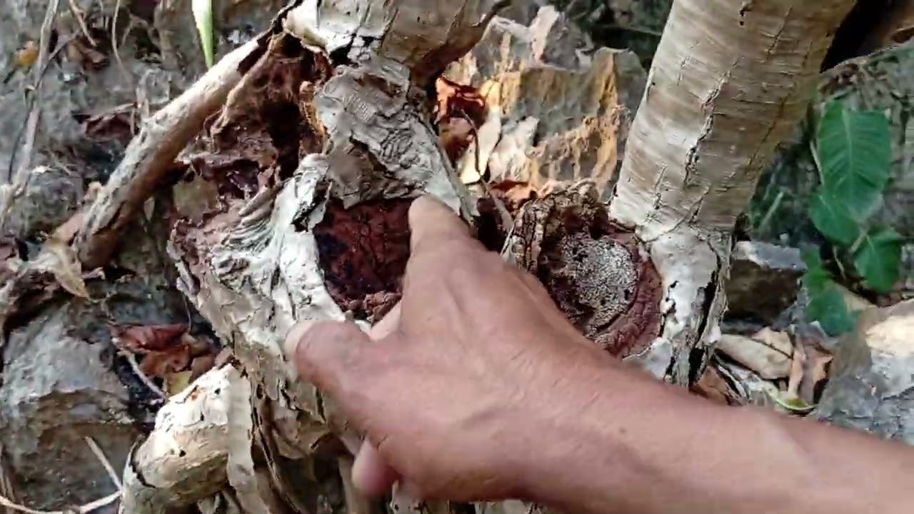 มาถำ้ตามหายอดชั่วโมงคับ