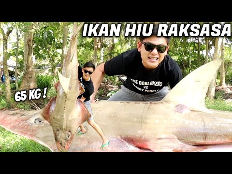 Video: Hidangan Hiu