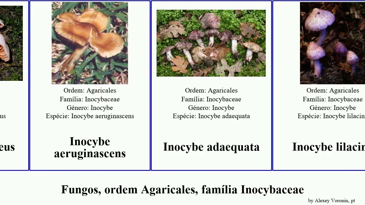 Fungos, ordem Agaricales, família Inocybaceae inocybe fungus roseus Crepidotus aeruginascens Time