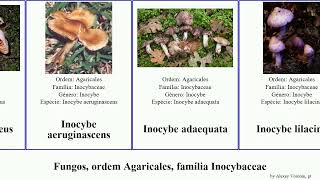 Fungos, ordem Agaricales, família Inocybaceae inocybe fungus roseus Crepidotus aeruginascens Time