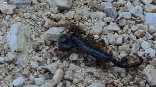 INCROYABLE : FOURMIS ROUGES 🐜 Attaquent Un Scorpion 🦂 !!! by HumourGer 543 views 3 years ago 36 seconds