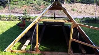 Growing out New Hampshire chickens