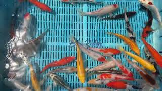 7-8" Standard Grade Koi from Blue Ridge Koi