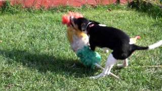 Jack Russel Nikita Prachovka 2