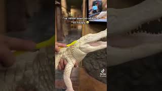 This alligator is being massaged...cute