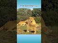🦁 interesting facts about animals 🦁 #facts #amazingfacts #animals #intrestingfacts #shorts