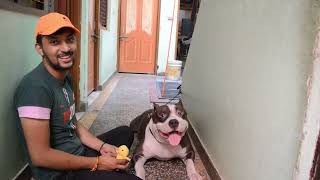 Pitbull Dog Play With His Owner Mafia The Pitbull