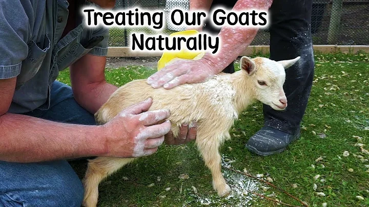 Cómo tratar de forma natural a nuestras cabras bebés contra los parásitos