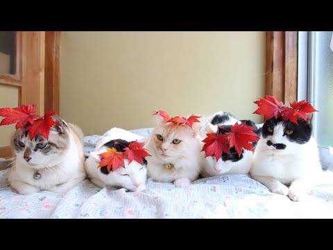 紅葉をのせた5匹の猫 201112