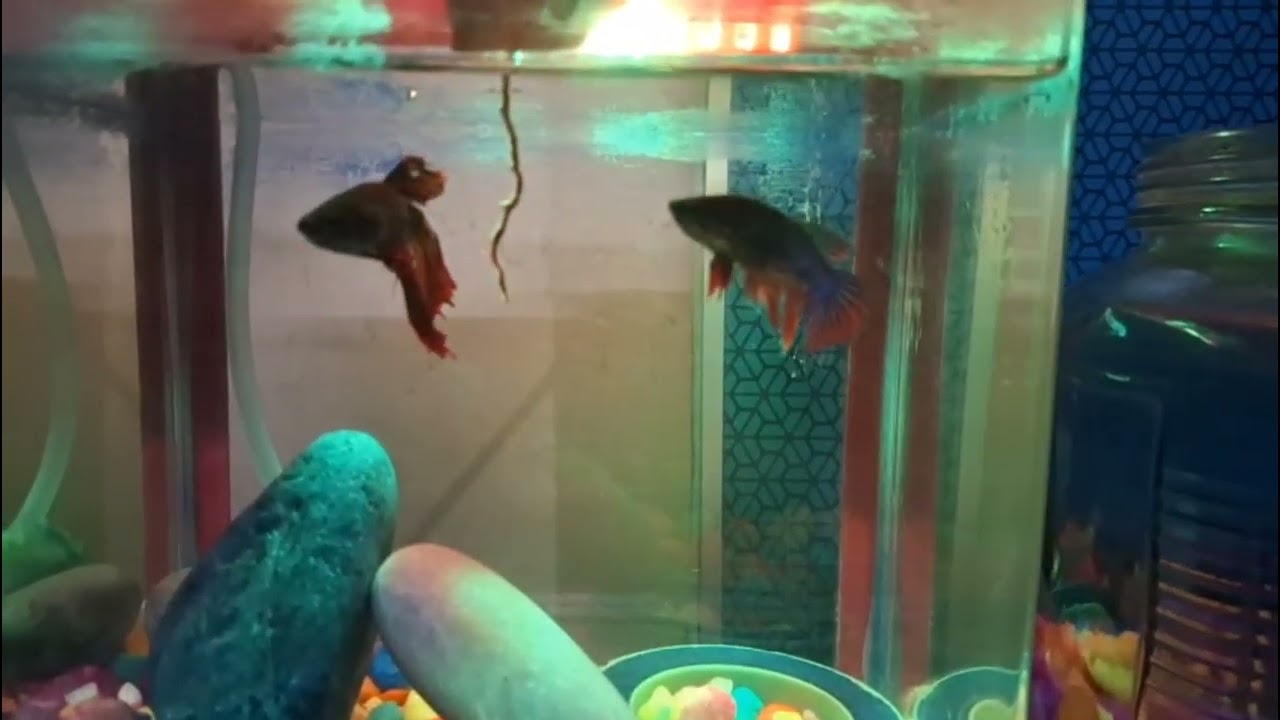Giving a Worm to My Fighter Fish and Goldfish 🐟