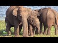 Herd of elephants at the minneriya national park 