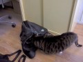 Fun with a bag