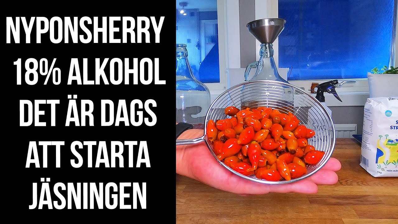 Nyponsherry - vi startar jäsningen