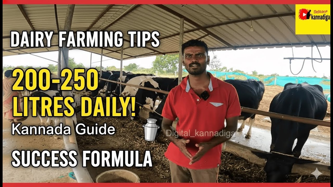 dairy farming ದಿನಕ್ಕೆ 200-250 ಲೀಟರ್ ಹಾಲು ಹಾಕ್ತಿನಿ sir || Cow farming in kannada 2023 | #Hassan