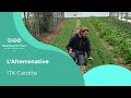 Fiche itk  carottes primeurs sur compost  alterrenative