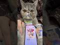 ほこりポケポケ開封 #猫 #ポケポケ #ポケポケ開封チャレンジ