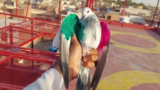 Shandar Sialkoti Babay Pigeon Pakra Hashim Mahmood Pigeons
